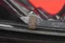 thumbnail-7