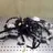 RENAULT Kadjar 1 generation (2015-2024) Cable Harness 241633819R 26069948