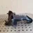 BMW X1 E84 (2009-2015) Other Body Parts 64316925978,15677210 26119497