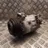 LAND ROVER Discovery Sport 1 generation (2014-2024) Hасос кондиционера cpla19d629bh,19d629bh,cpla19d629,19d629 33140214