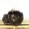 FIAT Doblo 2 generation (2009-2024) Gearbox 55216183 32913010